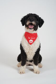 Valentines 'Be Mine' Bandana For Girl Or Boy Dogs, 4 of 5