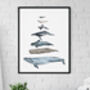 Whales Of The Ocean Print In Scale, thumbnail 1 of 4