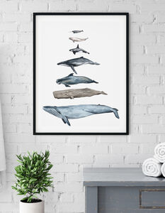 Whales Of The Ocean Print In Scale By Ella Paton Illustrates
