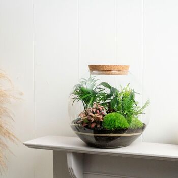 Large Globe Terrarium Kit With Bonsai | 'Portland', 2 of 10