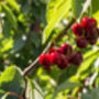 Cherry Tree, 'Summit', thumbnail 6 of 12