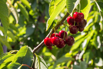 Cherry Tree, 'Summit', 6 of 12