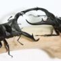 Giraffe Stag Beetle Collection Insect Bug Entomology Taxidermy Box Frame, thumbnail 3 of 5