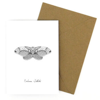 Owl Moth A6 Greetings Cards, 7 of 7