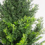 60cm Uv Protected Artificial Cedar Cypress Topiary, thumbnail 3 of 3
