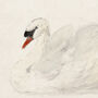Swan Painting Print, Framed Or Unframed Circa 1700s, thumbnail 3 of 11