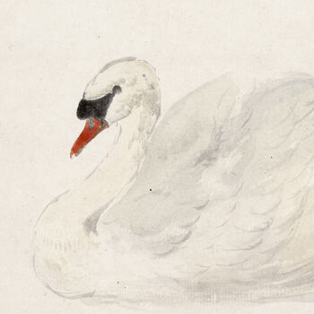 Swan Painting Print, Framed Or Unframed Circa 1700s, 3 of 11