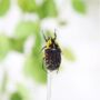 Lightning Strike Scarab Insect Bug Entomology Taxidermy Bell Jar, thumbnail 2 of 4