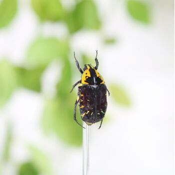 Lightning Strike Scarab Insect Bug Entomology Taxidermy Bell Jar, 2 of 4