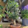 The Olive Tree Bonsai Gift, thumbnail 4 of 12