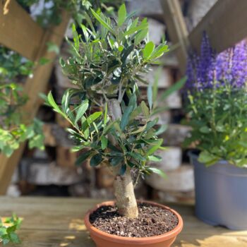 The Olive Tree Bonsai Gift, 4 of 12