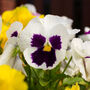 Flowers Pansy 'White Blotch' Six X Plant Pack, thumbnail 3 of 6