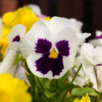 Flowers Pansy 'White Blotch' Six X Plant Pack, 3 of 6