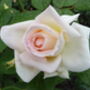 Rose Betty's Smile, Personalised Rose Gift, thumbnail 1 of 3