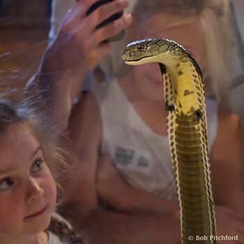 Venomous Snake Show For Two In Bristol, 5 of 7