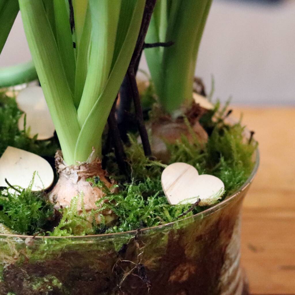 'Let Your Love Grow' Planted Bulbs With Vase By FlowerBe