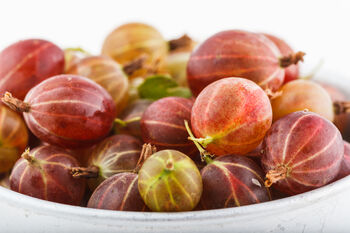 Gooseberry Plants, 'Hinnonmaki Red', 8 of 8