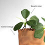 Personalised Mini Leather Paper Bag Planter With Custom Message And Artificial Round Leaf Vine, thumbnail 7 of 7