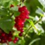 Fruit Plants, 'Redcurrant', thumbnail 5 of 11