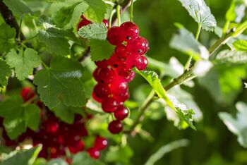 Fruit Plants, 'Redcurrant', 5 of 11