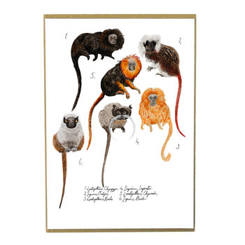 Troop Of Tamarins A4 Art Print, 5 of 8