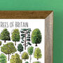 Trees Of Britain Wildlife Watercolour Print, thumbnail 6 of 6