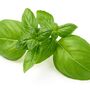 Basil 'Sweet Genovese' Three X 9cm Pots, thumbnail 1 of 6