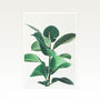 Rubber Fig Botanical Photographic Print, thumbnail 2 of 2