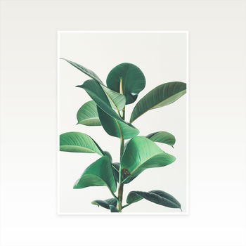 Rubber Fig Botanical Photographic Print, 2 of 2
