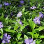 Vinca Minor 'Atropurpurea' One X Plant In 1 Litre Pot, thumbnail 4 of 6