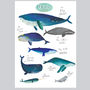 Wonderful Whales Of The World Illustration Print, thumbnail 3 of 3