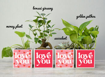 'Love You' Valentine's Plant Pot And Houseplant, 3 of 7