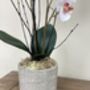 White Mini Artificial Silk Orchid Flower Arrangement Mothers Day Gift, thumbnail 3 of 6