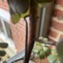 Aeonium Stem Support / Plant Support, thumbnail 4 of 11