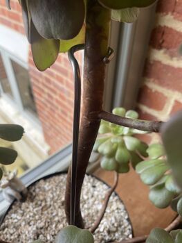 Aeonium Stem Support / Plant Support, 4 of 11