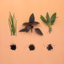 Grow Your Own Mediterranean Herbs, thumbnail 2 of 10