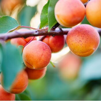 Fruit Tree Apricot Moorpark Two X 10 L Pots, 4 of 5