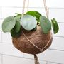 Pilea Peperomioides Chinese Money Plant Hanging Planter, thumbnail 3 of 4
