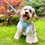 Dog Harness Set Bundle Collar Lead Set Sage Green Check, thumbnail 2 of 12