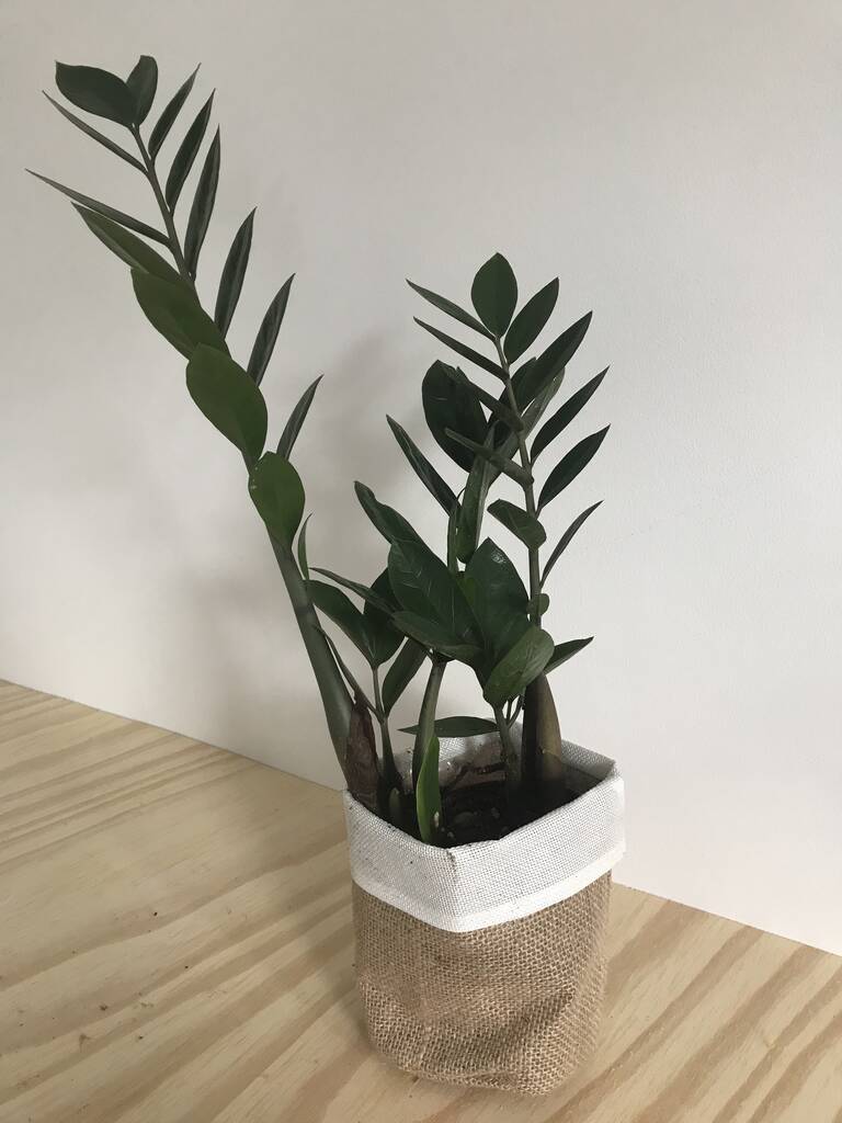 Zamioculas Potted House Plant, 1 of 3