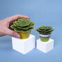 Make Your Own Soothing Succulent Paper Plant, thumbnail 1 of 4