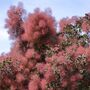 Smoke Bush Plants, 'Red Magical Fountain' 3 L Pot, thumbnail 2 of 3