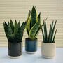 Glass Effect Natural Ceramic Planter / Plant Pot, thumbnail 1 of 4