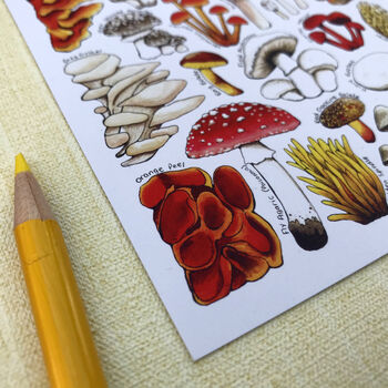 Mushrooms Of Britain Illustrated Postcard, 4 of 9
