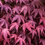 Japanese Maple Trees, Acer 'Purple Leaf' 10 L Pots, thumbnail 2 of 4