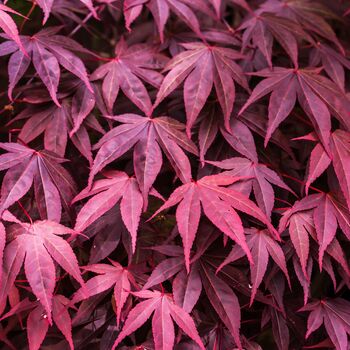 Japanese Maple Trees, Acer 'Purple Leaf' 10 L Pots, 2 of 4