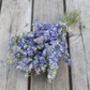 Frosted Blue Dried Flower Delphinium Bunch, thumbnail 1 of 3