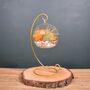 Diy Air Plant Terrarium Kit Hanging Terrarium Gift Orange Moss With Optional Gold Stand, thumbnail 6 of 6