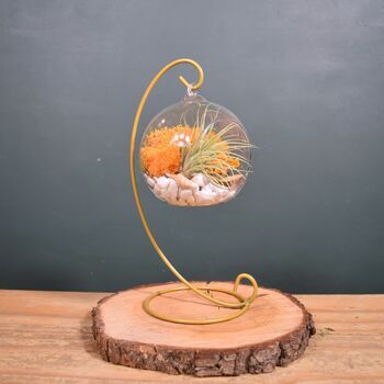 Diy Air Plant Terrarium Kit Hanging Terrarium Gift Orange Moss With Optional Gold Stand, 6 of 6