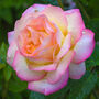 Hybrid Tea Rose 'Peace' Plant In 5 L Pot, thumbnail 1 of 5